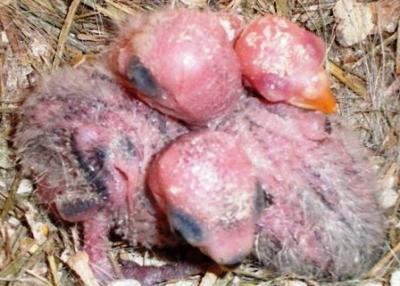 aves bebes